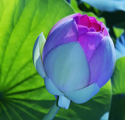 Blue Lotus Opening