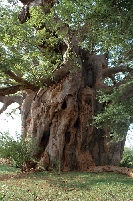 The Baobab Tree