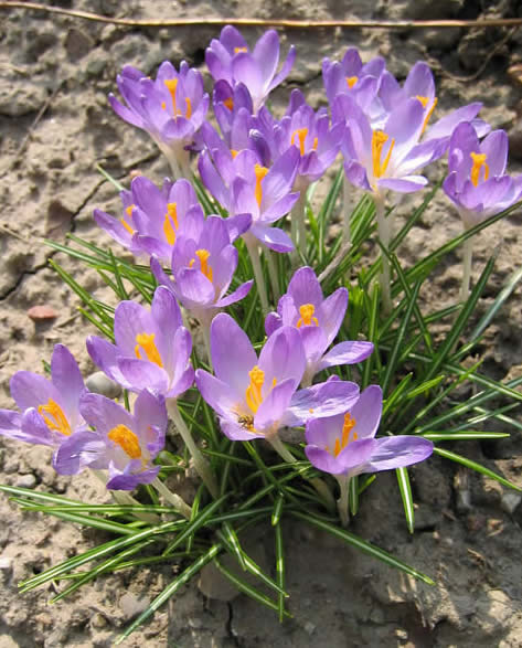 Purple crocuses