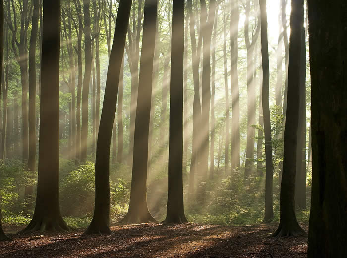 Sunlight in the forest